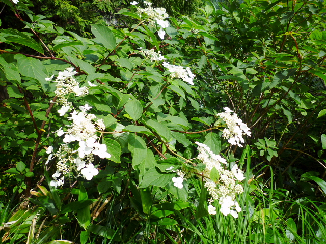 d0170615_1952059.jpg