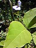 e0182926_13481634.jpg