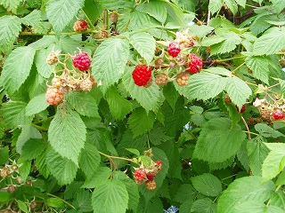 e0004756_21465560.jpg
