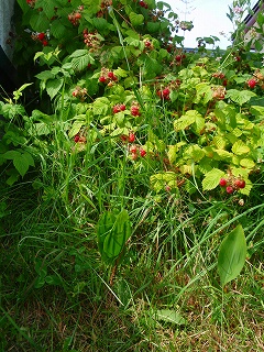 e0004756_21471813.jpg