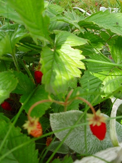e0004756_21494252.jpg