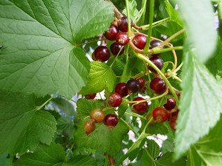 e0004756_2149520.jpg