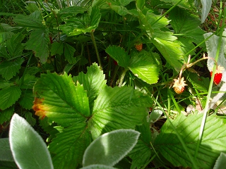 e0004756_2151875.jpg
