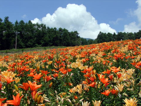 e0088260_23303127.jpg