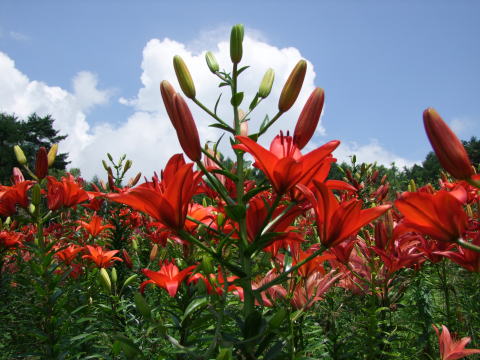 e0088260_23312519.jpg
