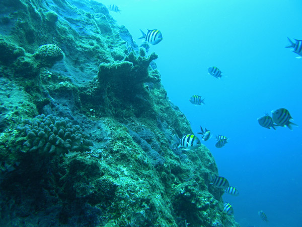 b0062363_8251821.jpg