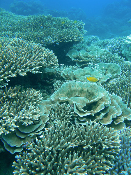 b0062363_8264792.jpg
