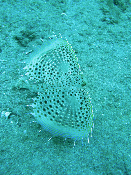 b0062363_8274259.jpg
