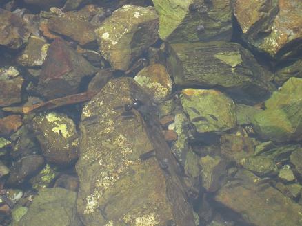 e0107171_5332529.jpg