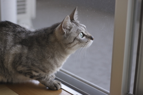 飛ばされてきたら捕まえていい? 楽しみなお嬢さん