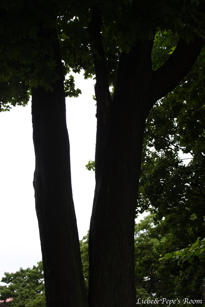 f0001895_18553744.jpg