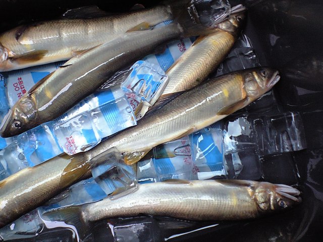 a0121502_830932.jpg