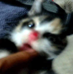 e0103408_18184246.gif