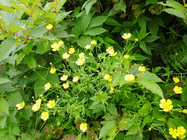 d0170615_5311766.jpg