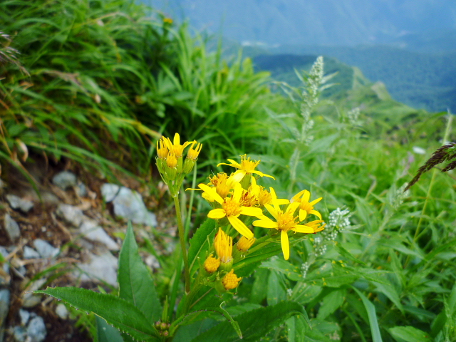 d0170615_5341598.jpg