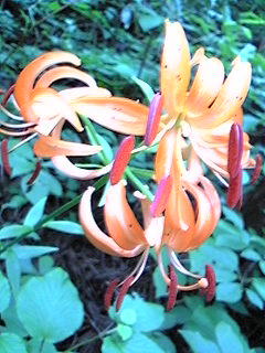 f0028123_05899.jpg