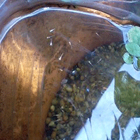 d0048332_13474249.gif