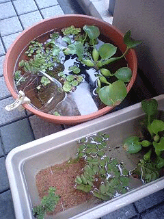 d0048332_134847.gif