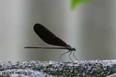 c0134734_2231113.jpg