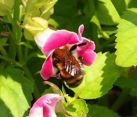a0146442_7401465.jpg