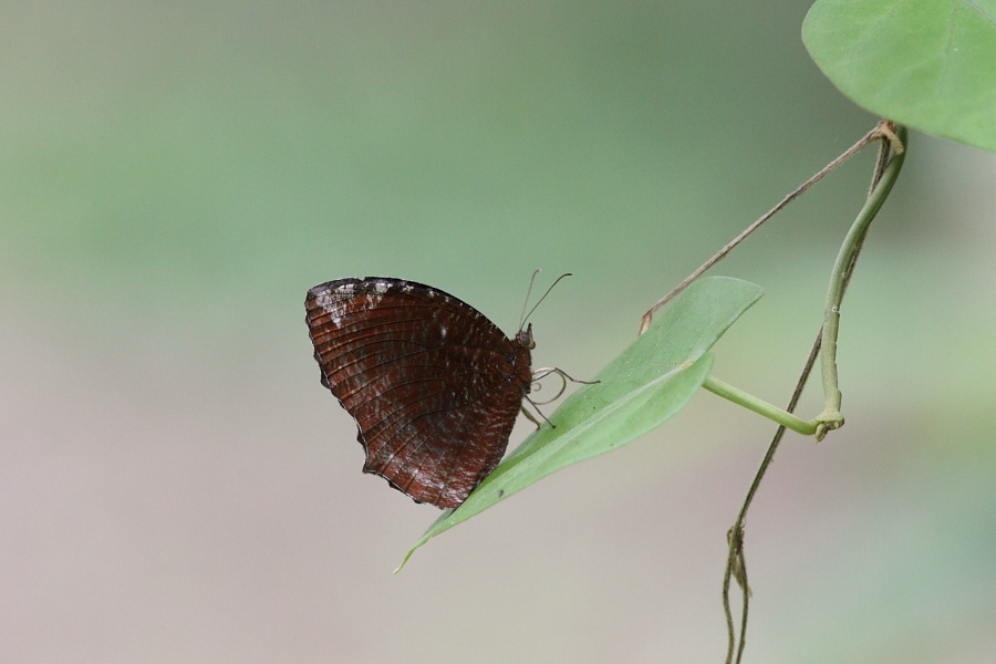 a0094850_805666.jpg