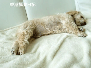 f0190653_948168.gif