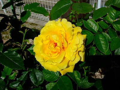 a0104162_6161867.jpg