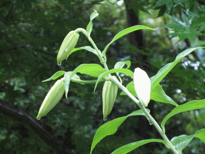 b0149071_21384660.gif