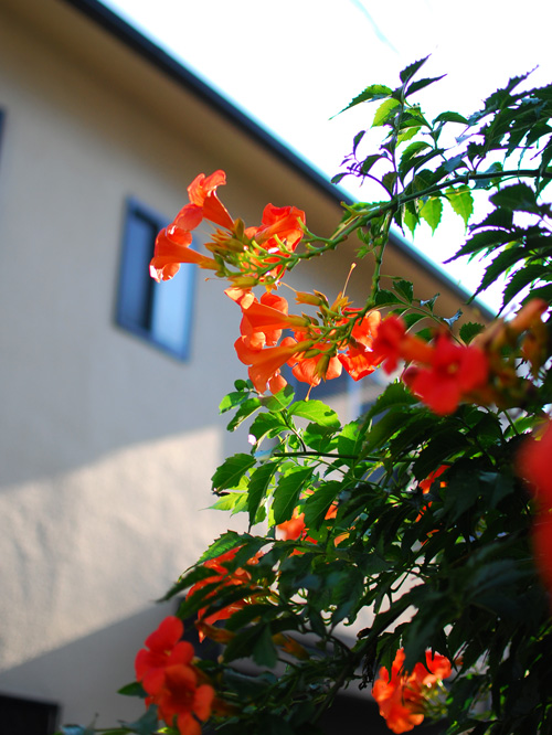 c0009981_172691.jpg