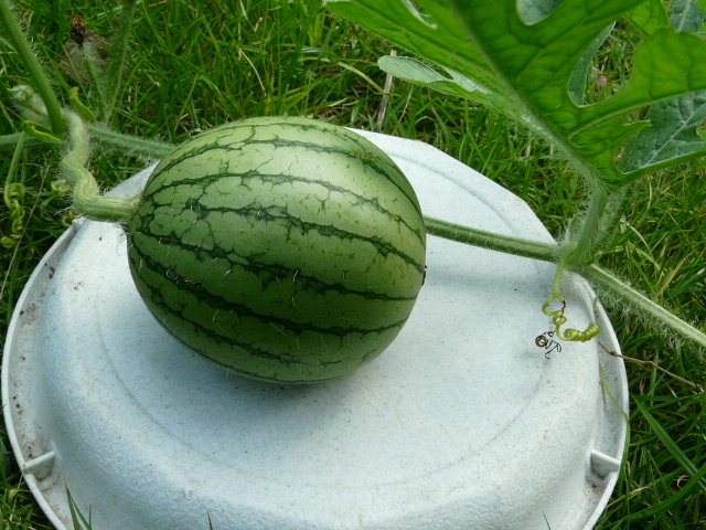 e0145782_15113088.jpg