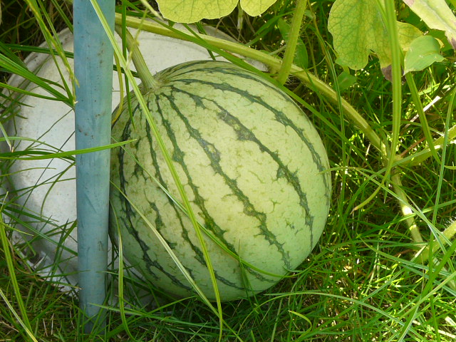 e0145782_15161789.jpg