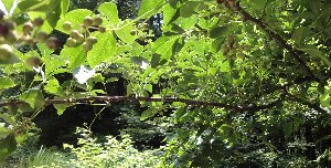 e0122199_1644381.jpg