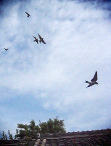d0077603_6455672.jpg