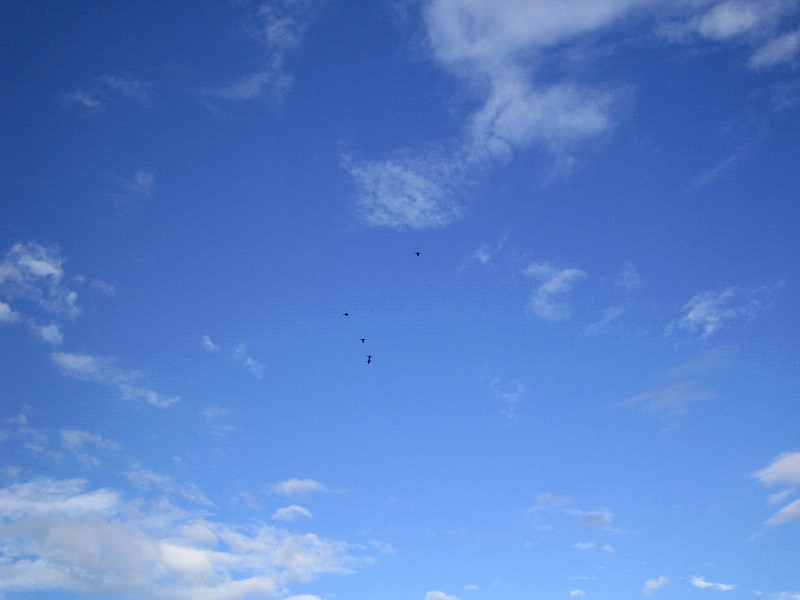 e0147206_23108.jpg