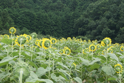 c0020320_1824128.jpg
