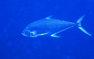 c0039073_2003074.jpg