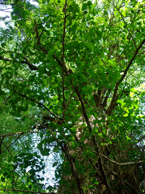 a0043982_21271310.jpg