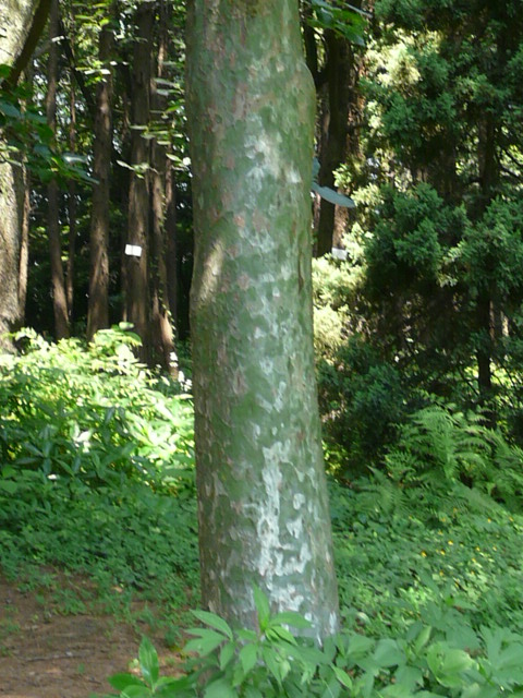 e0145782_1510132.jpg