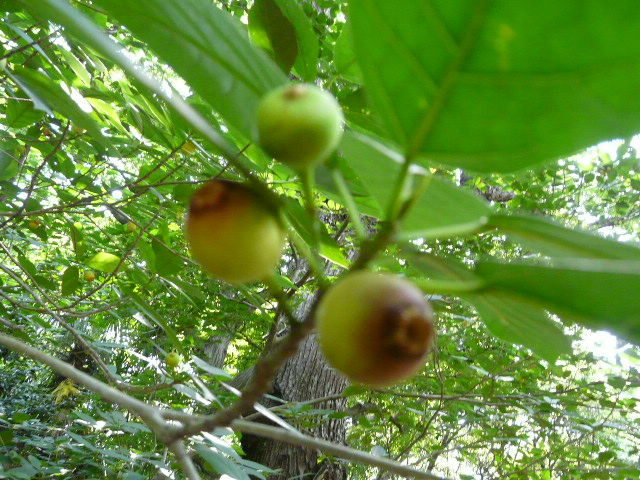 e0145782_1511039.jpg