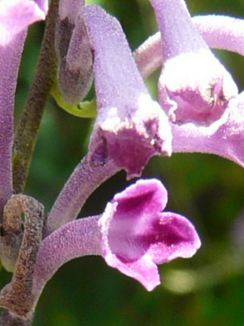 e0145782_1514522.jpg