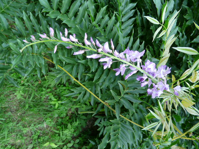 e0145782_1563548.jpg