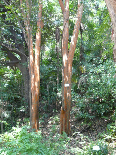 e0145782_1593373.jpg