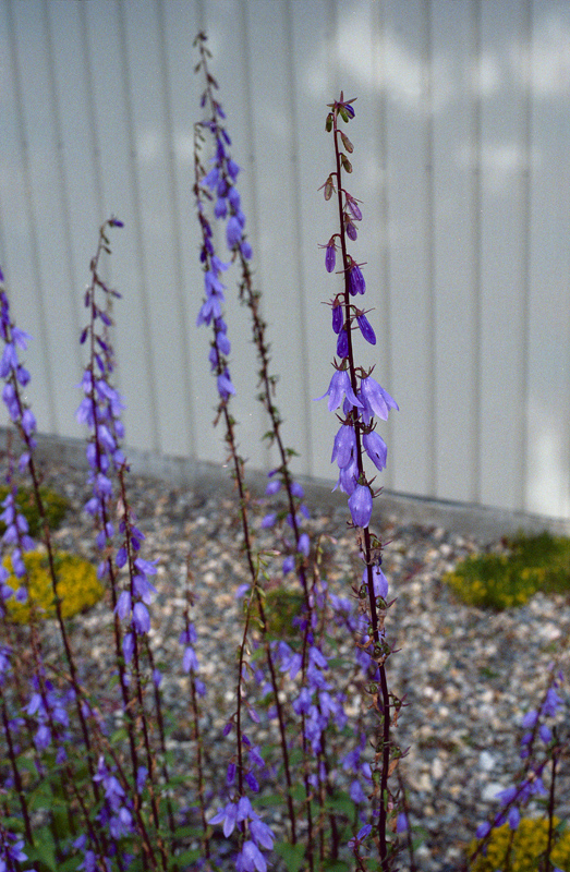 a0141385_8224027.jpg