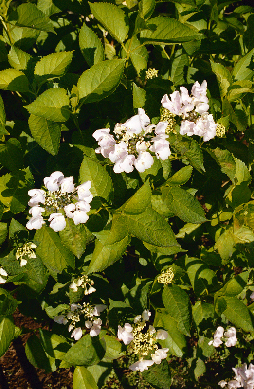 a0141385_8225996.jpg