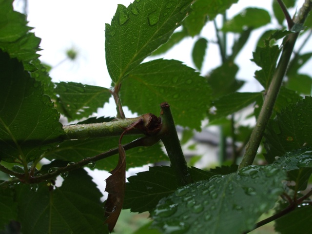 a0149588_10485314.jpg