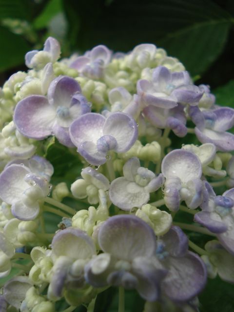 a0061599_7203136.jpg