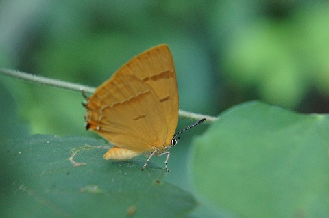 a0117305_0371237.jpg