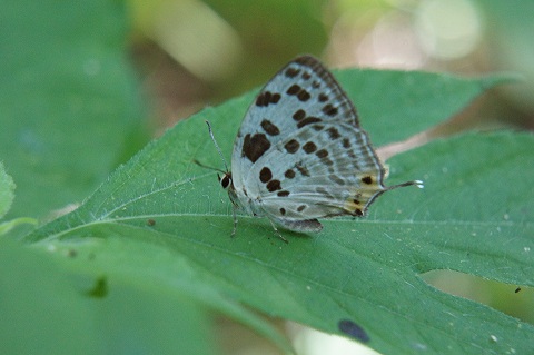 a0117305_0382656.jpg