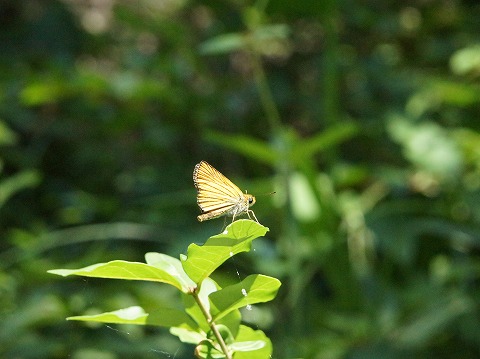 a0117305_0433187.jpg