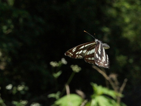 a0117305_0435355.jpg
